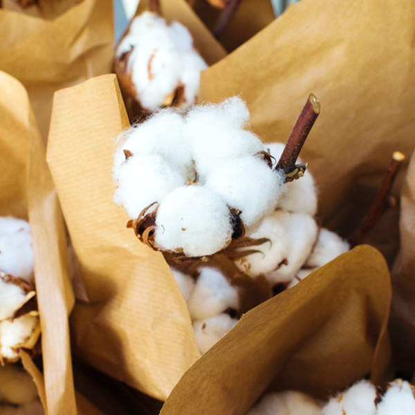 The Ultimate Guide to Pima Cotton Bedding